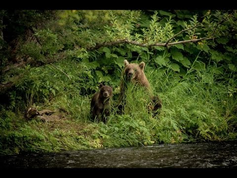 Видео: CFMOTO CLUB. Путешествие на квадроциклах по Камчатке (2015 г.)