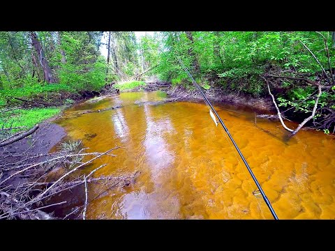 Видео: Лесная микро-речка, ротанье болото и сказочная лесная река! Ловля щуки и ротана на спиннинг!