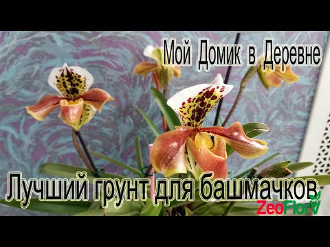 Видео: Венерин башмачок ! Пересадка ! Составляем новый грунт!