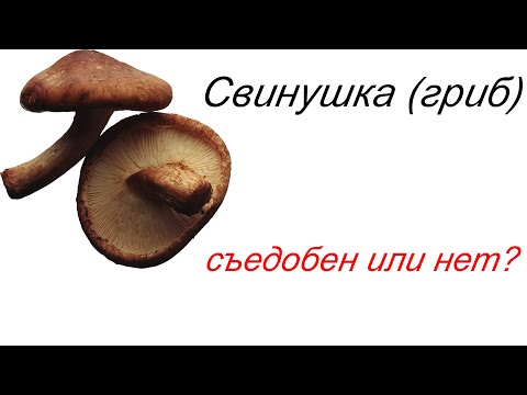 Видео: Свинушка (гриб) – съедобен или нет?