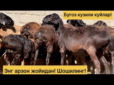 Видео: Ёш хиссори бугоз куйлар! Арзон булди! 501030393☎️ 990197380☎️