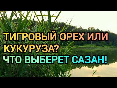 Видео: Тигровый орех или кукуруза? Что выберет сазан?