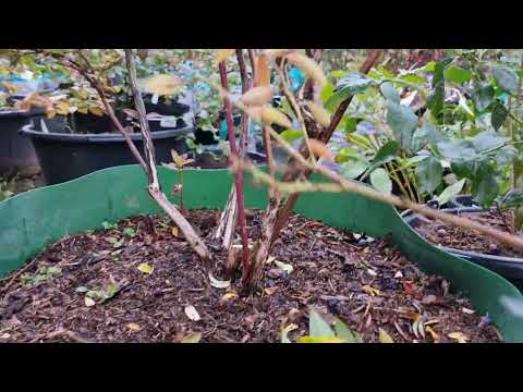 Видео: Обрезка 7-летнего куста голубики сорта Денис Блю.