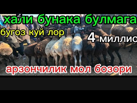 Видео: Ахвол огир кузилар бугоз куй 🐑 14,11,2025 Камаши Пеанерка мол бозори