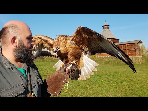 Видео: Вредный кусачий хищный Гамлет летает в Коломенском. Кусей и хватей у него хватит на всех!