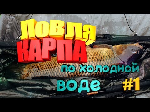 Видео: Современные особенности ловли карпа по холодной воде в начале лета Часть первая