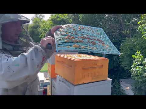 Видео: Готовимся к качке акации. Проверяем на роевое состояние .