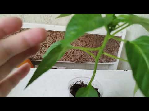 Видео: Трипс на рассаде перца.