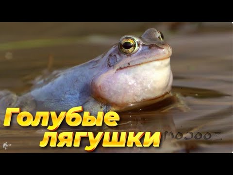 Видео: Главное чудо весны. Не только в тропиках живут невероятные звери.