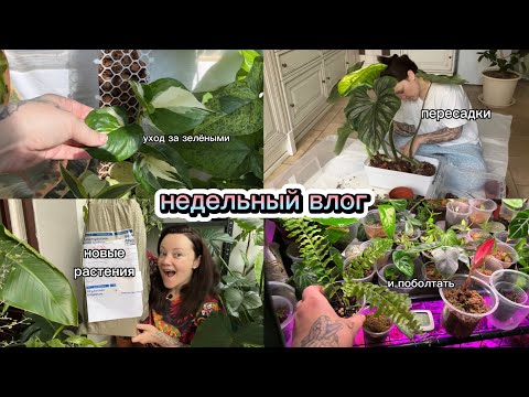 Видео: Филодендрон Пловмани, монстера, нефролепис тигр, хойя каудата: уход, пересадка, размножение иииии…….