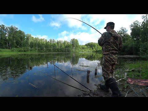 Видео: В заброшенном лесном озере - они топят поплавок.../ловля на поплавочную удочку/