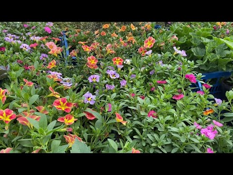 Видео: Топ-самые продаваемые цветы в сезон 2025