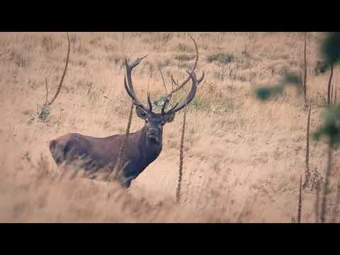 Видео: ЕЛЕНОВИ СВАТБИ 2 new