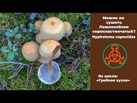 Видео: Можно ли сушить Ложноопёнок серопластинчатый (ЛОСП)?  Hypholoma capnoides.