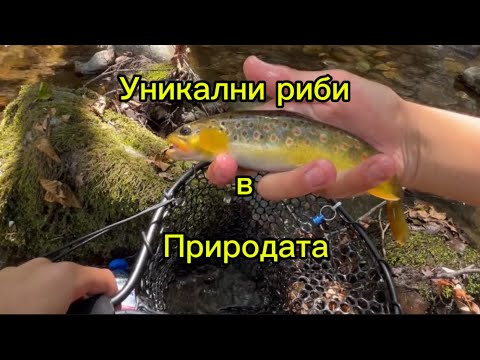 Видео: Балканки на микро рекичка!!!