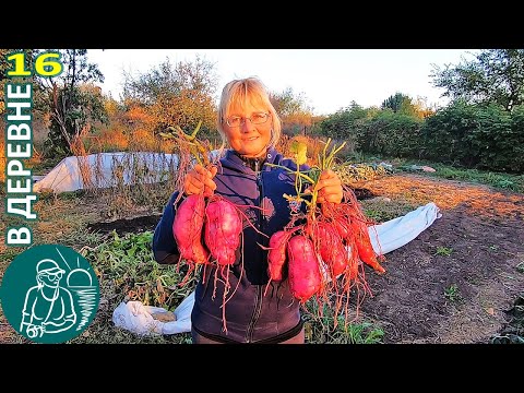 Видео: 🚀 Уборка урожая батата и рецепты 🏡 Жизнь Гордеевых в деревне - Влог 16