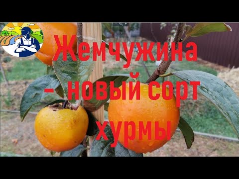 Видео: Жемчужина - новый перспективный сорт хурмы.