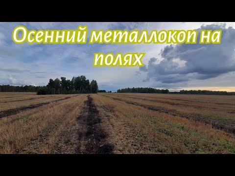 Видео: Осенний металлокоп на поле прохожу лесопосадки