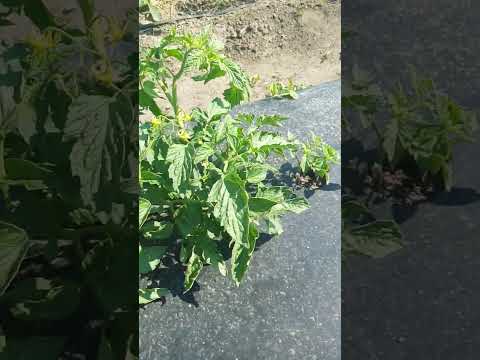 Видео: Томат Dino. 06.06.23.