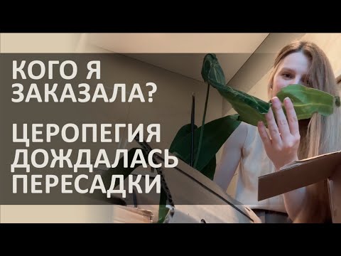 Видео: КОГО Я ЗАКАЗАЛА? ГОЛОДНАЯ ПЕРЕСАДКА