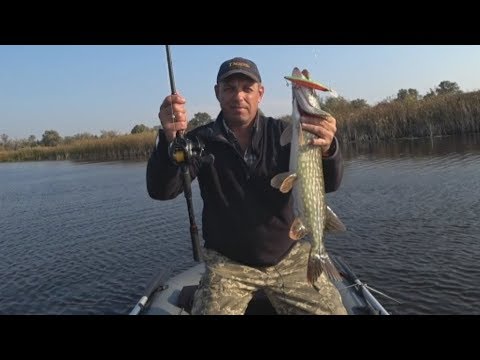 Видео: Щука на озерах. Твичинг крупными воблерами. Бейткастинг.