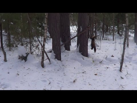 Видео: Охота на куницу капканами. сезон 23-24г. ЗАВЕРШЕНИЕ СЕЗОНА.