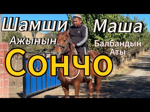 Видео: Шамши Ажынын Санчосунун баласы Маша балбандын Аты