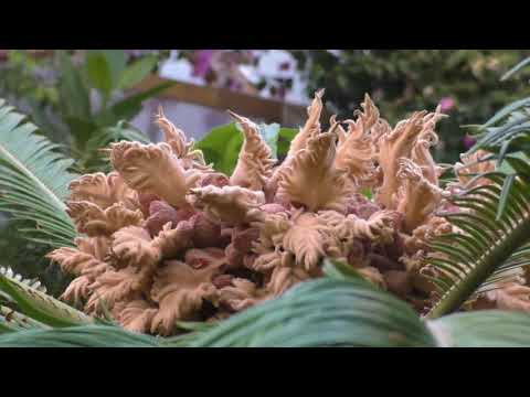 Видео: Ботанический сад Екатеринбург День города