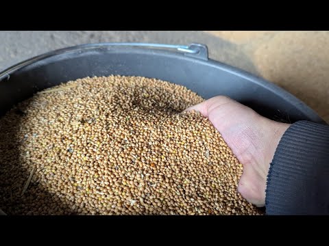 Видео: ЖЁЛТОЕ ЗОЛОТО В 2025 ГОДУ? 