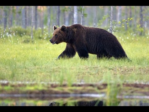Видео: Ұңғыларды аң аулау қазақтар
