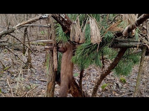 Видео: є куничка. ставлю канадську. петлю з пружиною.