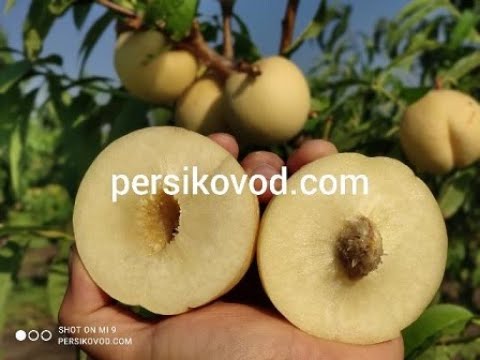 Видео: Персик Айс Піч ('Ice Peach')   http://persikovod.com