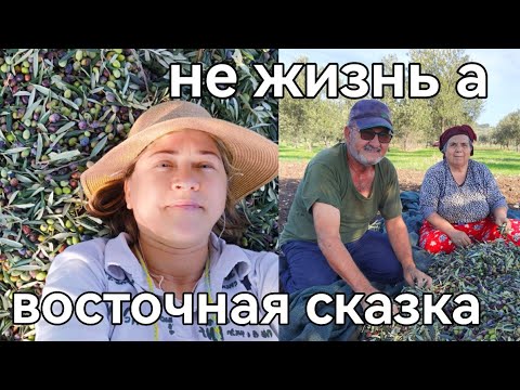 Видео: Собираем оливки в деревне Турции свекровь ползает на карачках невестка отдыхает с мужем бездельником