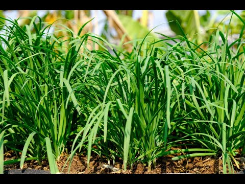 Видео: Джусай на зиму. Маринкины творинки. Всем МИРА и Добра!