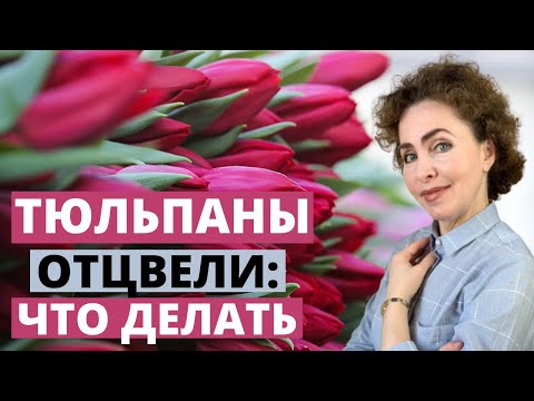 Видео: Луковицы ТЮЛЬПАНОВ после цветения. Тюльпаны выращивание. Посадка Тюльпанов.