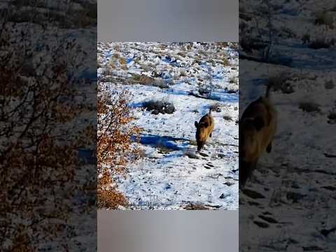 Видео: Прямо по курсу яростный натиск дикого кабана #дикаяприрода #кабан