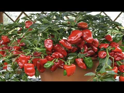 Видео: ПОЧЕМУ ОПАДАЮТ ЗАВЯЗИ У ПЕРЦЕВ