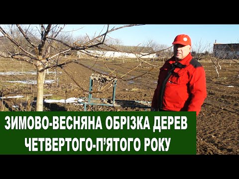 Видео: №119 Зимово-весняна обрізка волоського горіха четвертого-п'ятого року від посадки