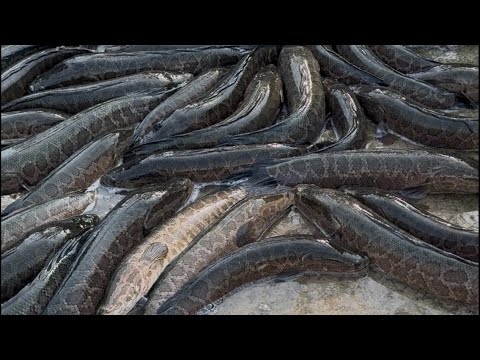 Видео: Star_fishss в прямом эфире!🌏🇺🇿world fish group ozbekiston ozbekistonda eng yirik baliq ombor