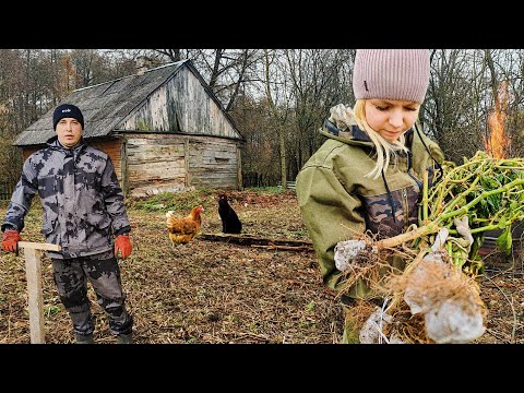 Видео: ЗАЖАЛИ ВСЮ КОРНЕВУЮ СИСТЕМУ. Убрали от поросли ХУТОР.  УДИВИТЕЛЬНОЕ ДЕРЕВО.