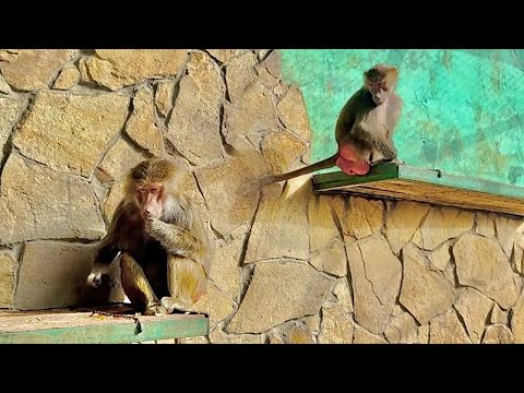 Видео: Люся чихала на поклонников! Веня разозлился на красивого мужчину! Китайский финик макаки оценили!