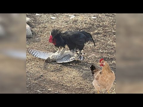 Видео: НЕ НА ТОГО НАПАЛ - все части!