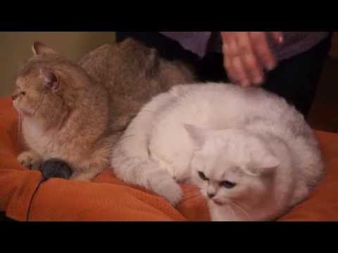 Видео: Британские кошки в котокафе «Котики и Люди»