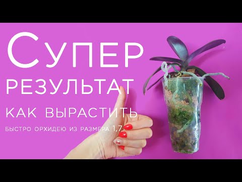 Видео: Супер результат ОРХИДЕИ 1,7 через 7 месяцев: как вырастить, как посадить, чем поливать и удобрять.