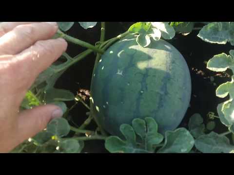 Видео: Арбуз, дыня. Обзор привитых и не привитых растений на 12.07.2018.