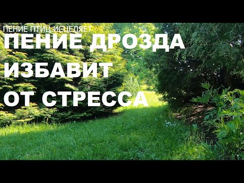 Видео: ДРОЗД ,ЕГО ПЕНИЕ СНИМЕТ НЕРВНОЕ НАПРЯЖЕНИЕ,УСПОКОИТ,ПОДАРИТ РАДОСТЬ,УМИРОТВОРЕНИЕ И ПОКОЙ
