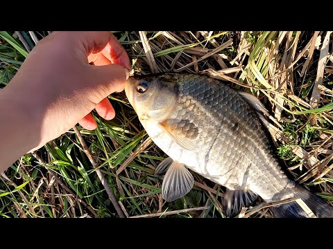 Видео: За Крупными Карасями в посёлок Гайман !!! 32.rus