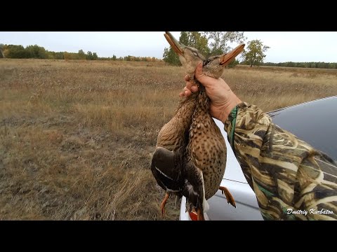 Видео: ОХОТА НА УТКУ, КАК ОНА ЕСТЬ. Охота с подхода и вечерка!
