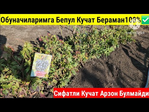 Видео: Аватар Хаммада Булсин.Халкка  100 та Кучат Бепул Таркатаман.Ана Булмаса😱