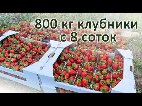 Видео: 800 кг клубники с 8 соток.